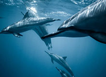 官方：索博战阿森纳攻入的任意球世界波当选英超8月最佳进球